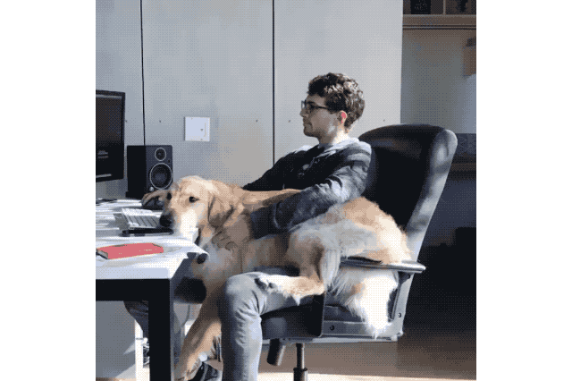 18 Dog GIFs You Need to See Right Now