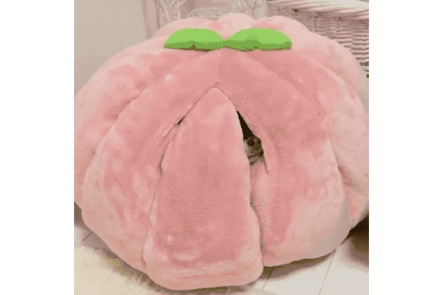 18 Dog GIFs You Need to See Right Now