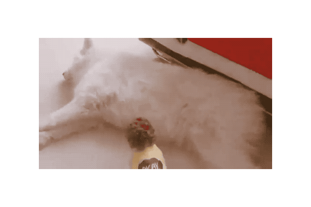 18 Dog GIFs You Need to See Right Now