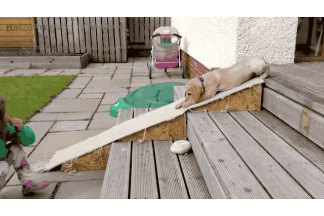 18 Dog GIFs You Need to See Right Now