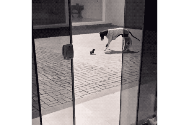 18 Dog GIFs You Need to See Right Now
