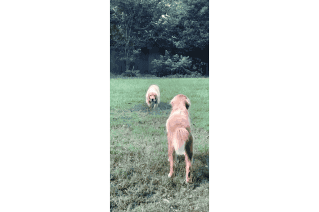 18 Dog GIFs You Need to See Right Now