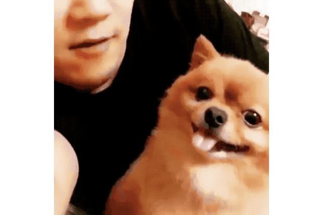 18 Dog GIFs You Need to See Right Now