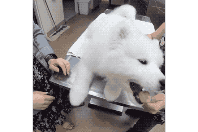 18 Dog GIFs You Need to See Right Now