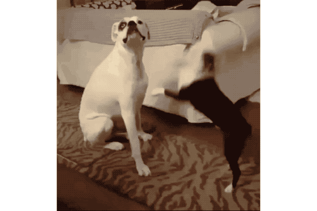 18 Dog GIFs You Need to See Right Now