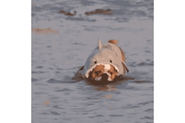 18 Dog GIFs You Need to See Right Now