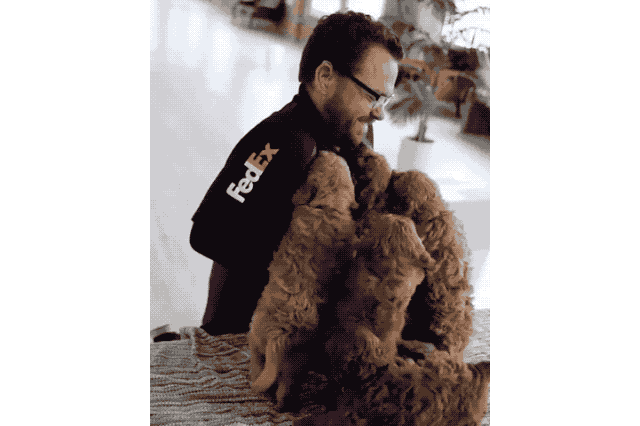 18 Dog GIFs You Need to See Right Now
