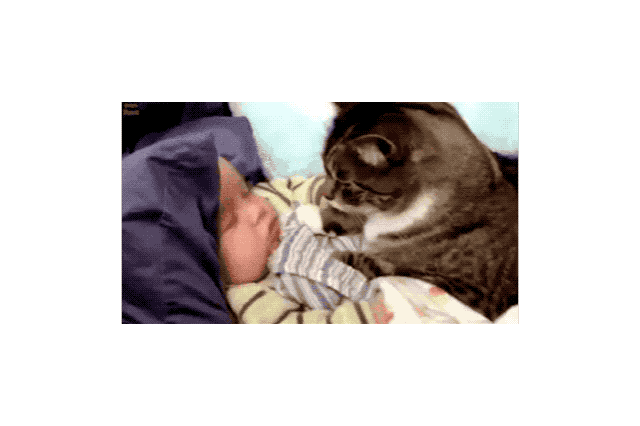 19 Times Cats Were Too Pure For This World