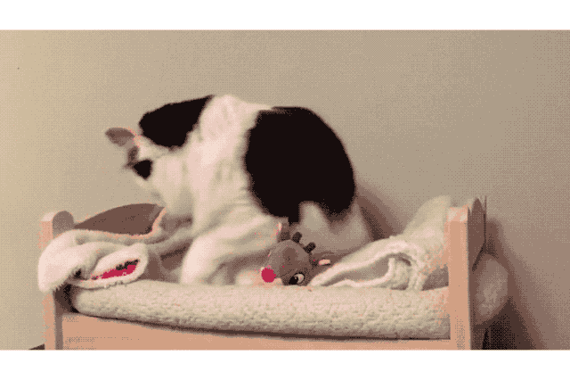 19 Times Cats Were Too Pure For This World