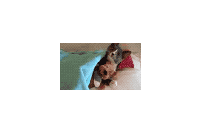 19 Times Cats Were Too Pure For This World