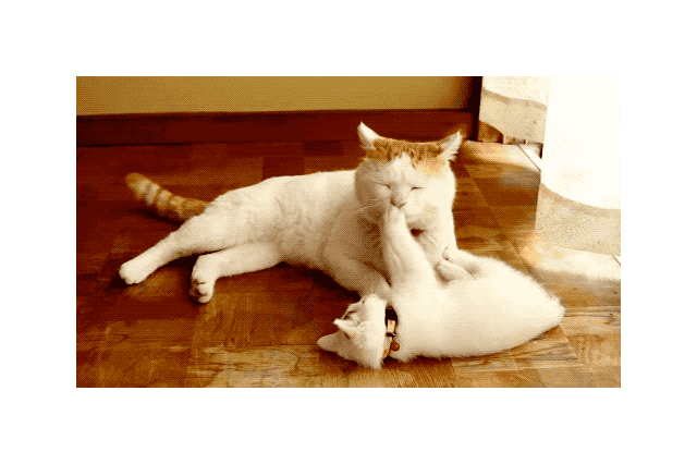 19 Times Cats Were Too Pure For This World