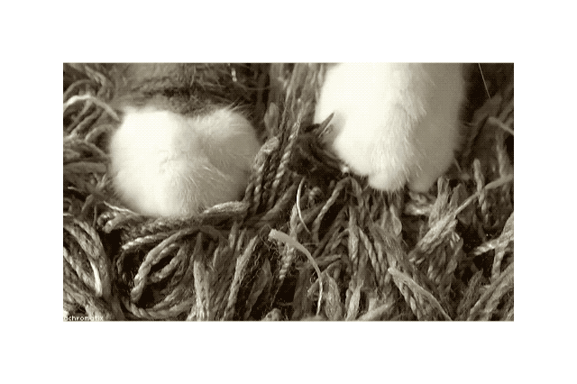19 Times Cats Were Too Pure For This World