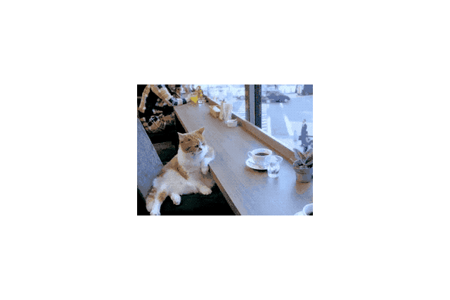 19 Times Cats Were Too Pure For This World