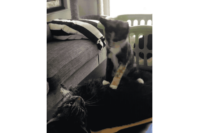 19 Times Cats Were Too Pure For This World