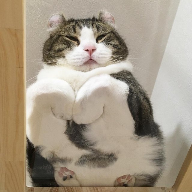 Cat loaf hotsell on glass table