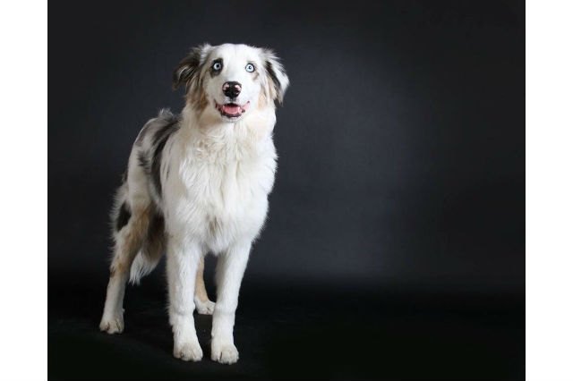 25 dogs with gold star headshots