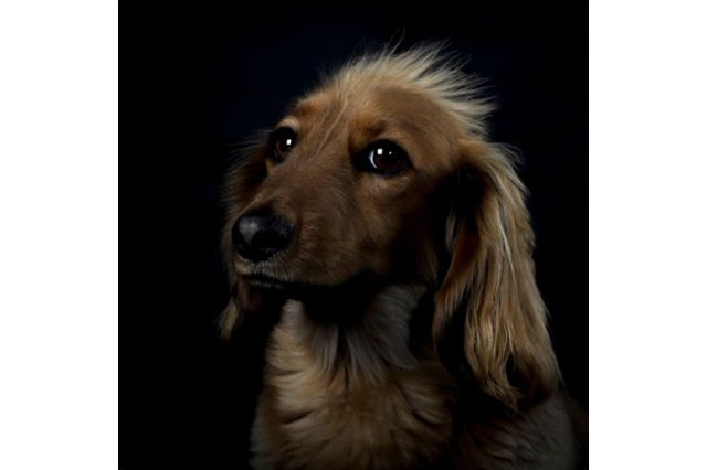 25 dogs with gold star headshots