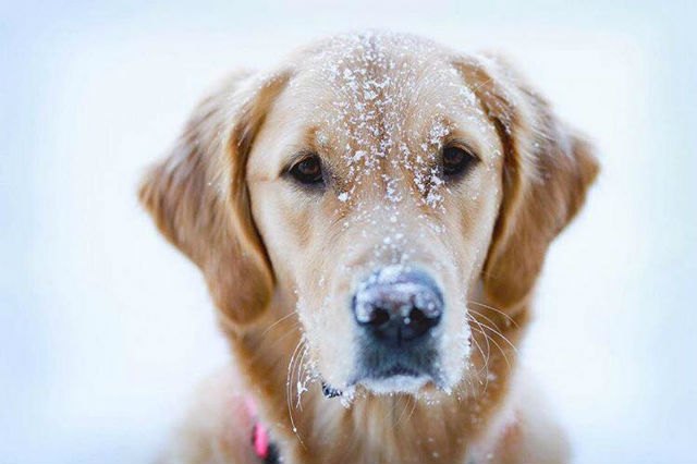 25 dogs with gold star headshots