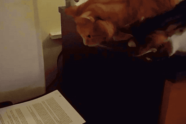 Cats react to printers and fax machines