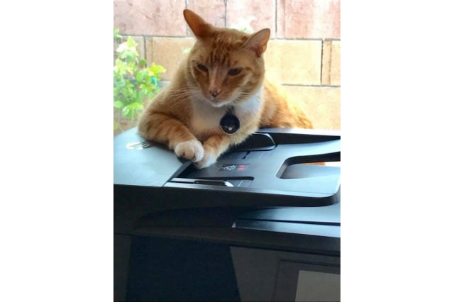 Cats react to printers and fax machines