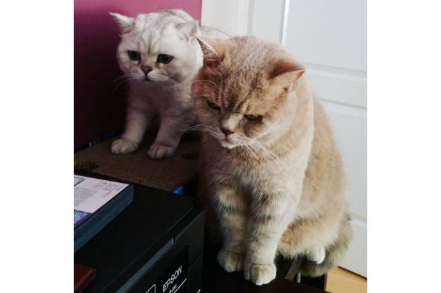 Cats react to printers and fax machines