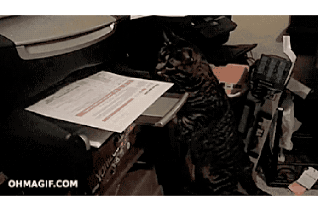 Cats react to printers and fax machines