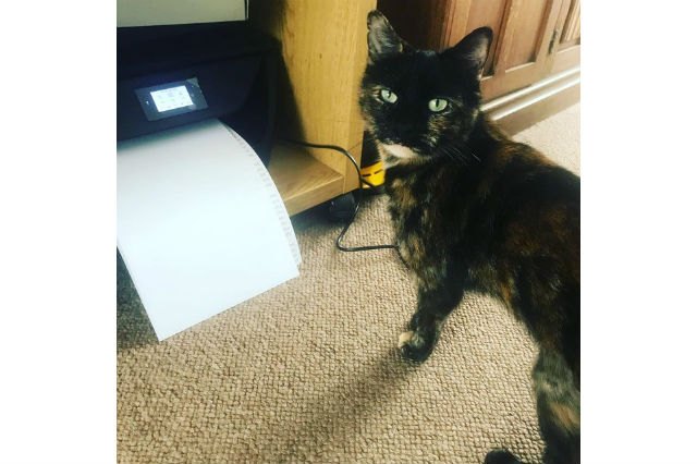 Cats react to printers and fax machines