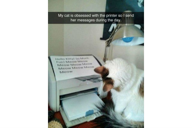 Cats react to printers and fax machines