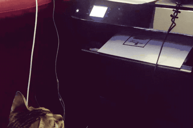 Cats react to printers and fax machines
