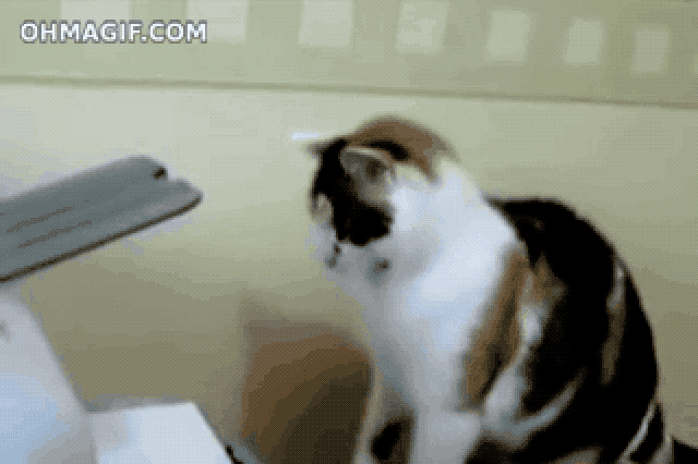 Cats react to printers and fax machines