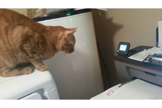Cats react to printers and fax machines