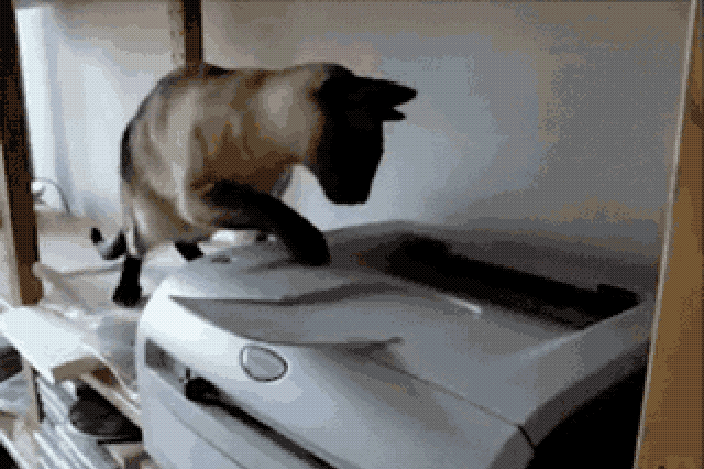 Cats react to printers and fax machines