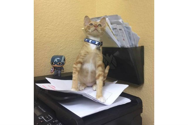 Cats react to printers and fax machines