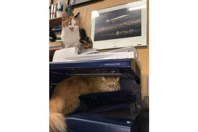 Cats react to printers and fax machines