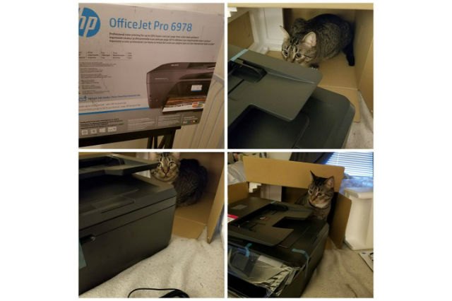 Cats react to printers and fax machines