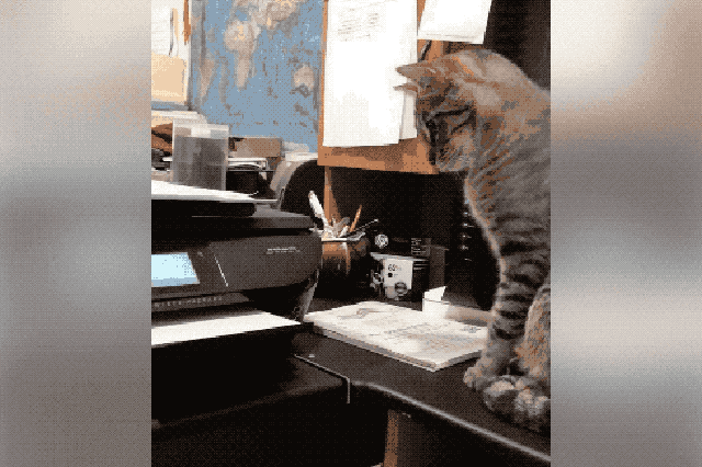 Cats react to printers and fax machines