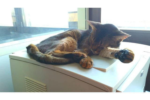Cats react to printers and fax machines