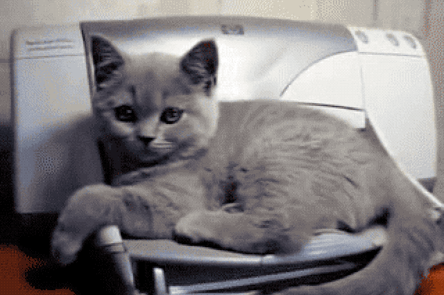 Cats react to printers and fax machines