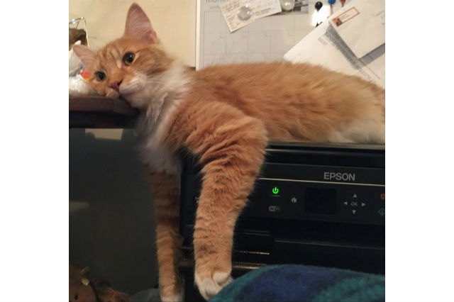 Cats react to printers and fax machines