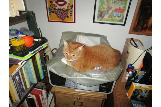 Cats react to printers and fax machines