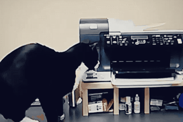Cats react to printers and fax machines