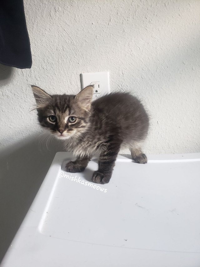 Kitten named Pocket Lint standing on whitecounter