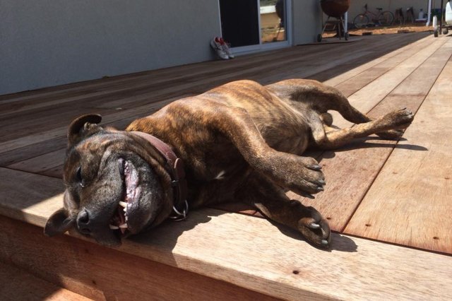 18 Dogs Who Prove Sun Beams Aren't Just For Cats | Cuteness