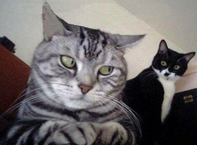 Best of the they're right behind me aren't they meme