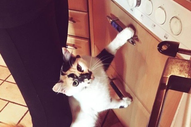 cat standing on back legs in kitchen