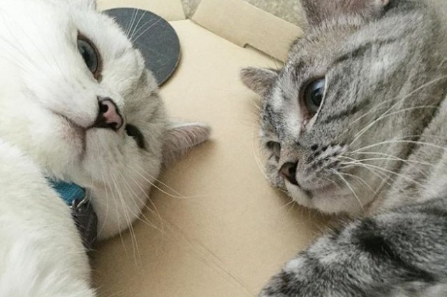 two cats lying next to each other