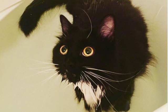 black and white cat in bath tub