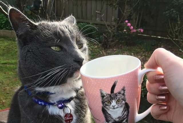 cat sniffing cat mug
