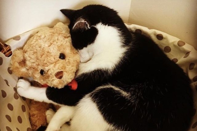 black and white cat with teddy bear