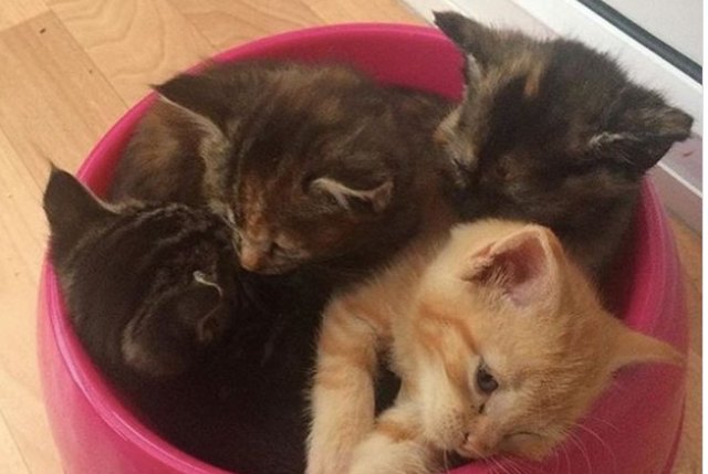four kittens in a pink food bowl